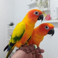 Conure(@ConureParrot) 's Twitter Profile Photo