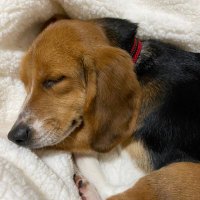 Ohana_Taro@ Marshall Beagles (@ohanasann_msb) 's Twitter Profile