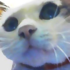 ✨さんのプロフィール画像