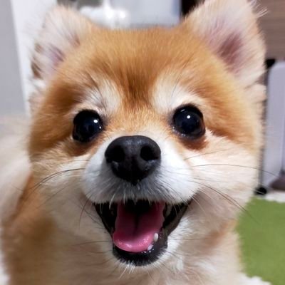 ポメラニアンの茶々丸(7歳♂、2017.11.13🎂)です。どしどし無言フォローいいね👍してくださいっ😆また勝手に無言フォロー、いいねしちゃうから許してね〜🙇