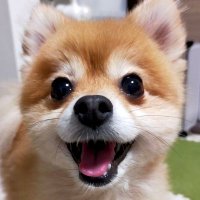 よっちくりん (@yotchi0706) 's Twitter Profile Photo よっちくりん (@yotchi0706) 's Twitter Profile Photo