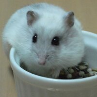 ぽよこまだんな (@poyokoma_danna) 's Twitter Profile Photo