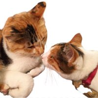 【公式】田島本館♨️妙見温泉| 霧島市の湯治の宿 (@tajimahonkan) 's Twitter Profile Photo