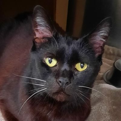 IMissJamesWoods's profile picture. A Democrat will give you the shirt off my back. Above image is unedited-one casing.
followed by @scottbaio @ThePersistance 🇺🇲🇺🇲Cult 45 Trump is my President