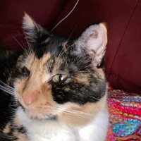 cat white (@interpretercat) 's Twitter Profile