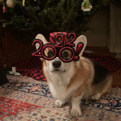 A cute, smart and handsome fellow born in the South but raised on the streets of New York City and Central Park! I am proud to be a Tresaith Corgi!