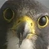 dagebisa's profile picture. 夏が好き海が好き音楽が好き楽しい事が大好き