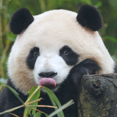 CaterXing's profile picture. 