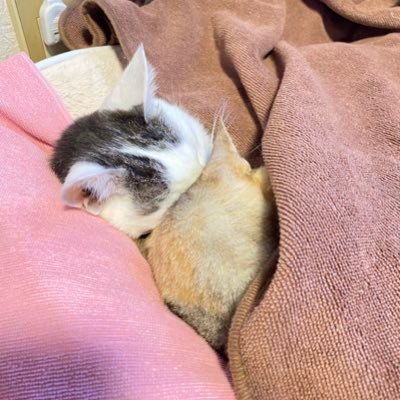 tanuki321chan1's profile picture. イラスト描いて載せてをしていこうと思います 。