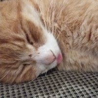 Angus Johnson (@flippy_fan) 's Twitter Profile