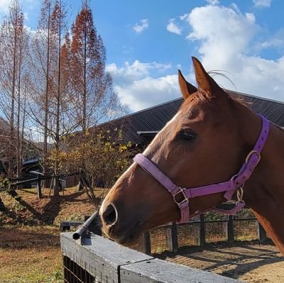 大阪にある愛馬と過ごせる引退馬の森🌲関西の養老牧場、乗馬施設。ホースレスト🌟預託馬受付中🌟🐴●馬の放牧●お手入れ●厩舎お掃除●騎乗●お散歩等、愛馬と心行くまで過ごせる養老預託牧場です。
#養老牧場　#大阪　#関西　#乗馬クラブ　#引退馬　【動画紹介↓】
https://t.co/1j41C073vd