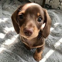 Dachshund Heaven USA(@dachshund_heave) 's Twitter Profile Photo