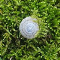 Snails of Alabama(@AlabamaSnails) 's Twitter Profile Photo