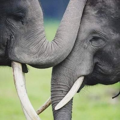 novicetrade21's profile picture. The adventure.