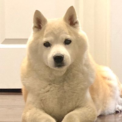 Japanese language & culture. Shiba Inu. Anime & manga. J-Rock. Japanese food. Matcha & wagashi. Everything Japanese. Run by @gegallas.