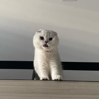 piiprns's profile picture. Bubble tea?