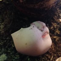 Carolyn (@carolyn28002033) 's Twitter Profile