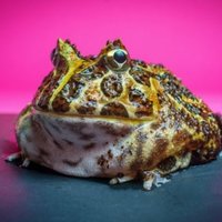 Toadnex (@toadnex) 's Twitter Profile