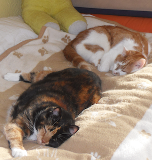 ClaypitKittehs's profile picture. We're kittehs. Other kittehs may also be available. Noms pleez ...