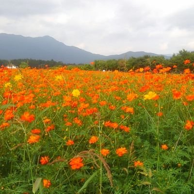りんごさんのプロフィール画像