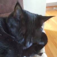 Capricorn_Cat_Mom_Part2 (@catpart2) Twitter profile photo
