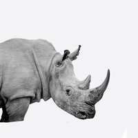 🦏 rhino(@rhinoz) 's Twitter Profile Photo