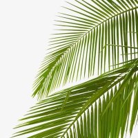 🌴 (@01130c) 's Twitter Profile