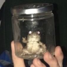 ShatteredAngel7's profile picture. DIDsystem || they/he|| MINOR BODY || 61 alters || Autism || Account for our fictives: @shatteredfictiv || Hosts: Ash (🍄) and Jasper (💀)