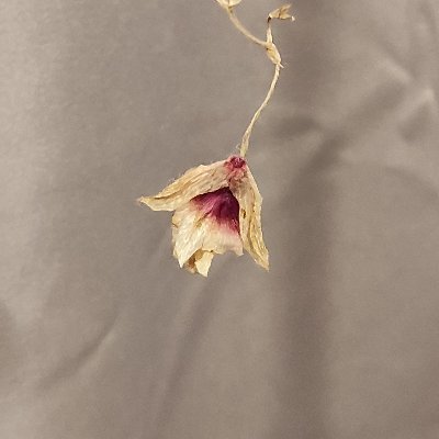 Sangさんのプロフィール画像