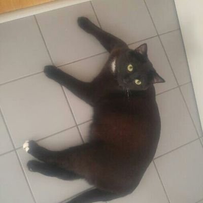 ALAL00128483's profile picture. Privat hier, RT oder veröff. heisst nicht autom. einverstanden