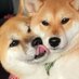 柴犬 すず♀きなこ♀ (@shiba_suzu_kina) Twitter profile photo 柴犬 すず♀きなこ♀ (@shiba_suzu_kina) Twitter profile photo