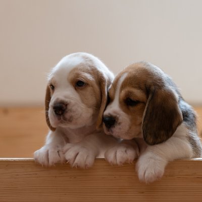 Dog-loving page that posts news about puppies. I post updates on my own dogs, as well as other people's puppies.