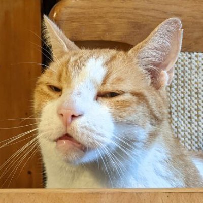 spaetzle1312's profile picture. ☭ 🇮🇱
lebefrau, nur hier für's pöbeln