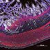 Jim Wells Lab (@jimwellslab) Twitter profile photo Jim Wells Lab (@jimwellslab) Twitter profile photo