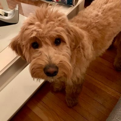 Hi Friends. 💕 I’m Juno the Goldendoodle and I love treats and belly rubs! 💕 I adore everyone and will always follow back.💕 Learn more about me on my BLOG. 💕