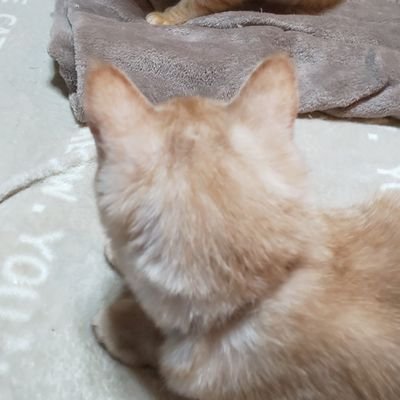 r6lqBDvdfGJSHF4's profile picture. 猫と猫と独り言。