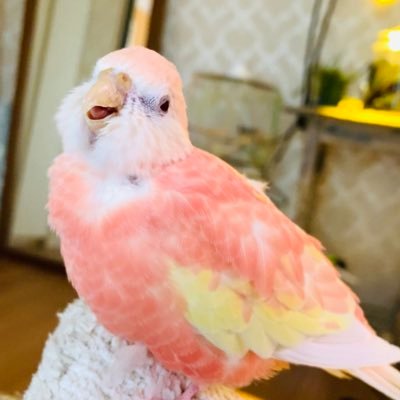 秋草インコ2羽と錦華鳥1羽と暮らしてます𓅪𓅪𓅪 おっとり気まぐれ女子の天（2015年5月生まれ、♀）と、元気いっぱいやんちゃな晴（2016年4月生まれ、♂）、昨年1月に錦華鳥の睦月（2020年1月生まれ、♀）をお迎えしました！アクアリウムも始めました。 ※返信遅くなることがあります。大変申し訳ありません！