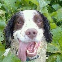 Man Raised by Spaniels (@raisedbyspaniel) 's Twitter Profile