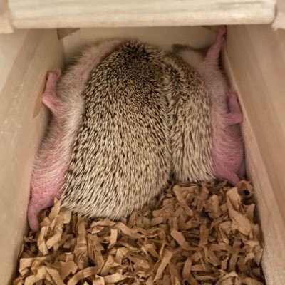 夫婦ふたりとハリネズミたちのくらし。 🦔うに（母）🏠20190817(BD0627)〜 🦔ほたて（娘）🏠20210113(BD0113)〜