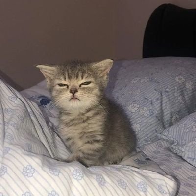 mate_augusto's profile picture. מתתיהו