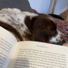 earmstronglib's profile picture. School librarian, SLE: Literacy, former School Library Association Chair, previous Carnegie Greenaway judge and North East Book Awards organiser