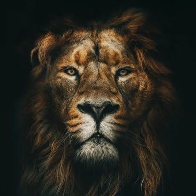 Lew zodiakalny i lew w życiu