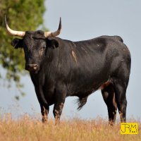 GanadariaVazMonteiro (@vazmonteiro1840) 's Twitter Profile