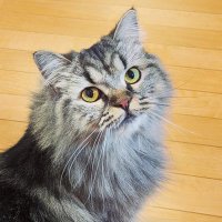 うに (@unicbg) 's Twitter Profile