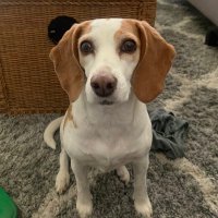 Daisy The Lemon Beagle (@daisylemonbeag) 's Twitter Profile Photo Daisy The Lemon Beagle (@daisylemonbeag) 's Twitter Profile Photo