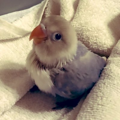 ボタンインコ3羽 2018年末グーちゃん(ルリコシ)・シアンちゃん (ホワイト) 2021年末に3羽目しずくちゃん(ホワイト)お迎え バイクとクルマ好き サーキット用 R1とニンジャ250SL 街乗り隼 通勤用フォルツァ 趣味車シルビアS15 家族車ステップワゴンとライフ 休みの呟き日記♪