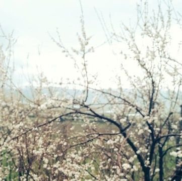 negridil's profile picture. bir yaz yağmuru gibi