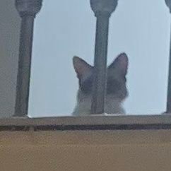 rawanaldeghairi's profile picture. 