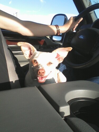 CarrageousWorld's profile picture. I may be unexpected, but at least I'm genuine.