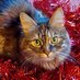 ๐ป ๐ป ๐ป ๐ป ๐ป ๐ป (@lovepookiecat) Twitter profile photo ๐ป ๐ป ๐ป ๐ป ๐ป ๐ป (@lovepookiecat) Twitter profile photo